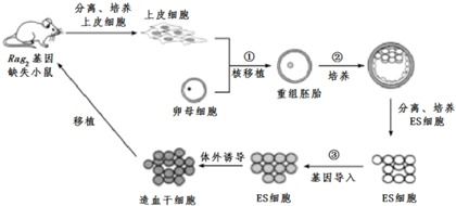 基因治療技術(shù)流程中的卵母細胞核去除與非常規(guī)水源利用技術(shù)研發(fā)